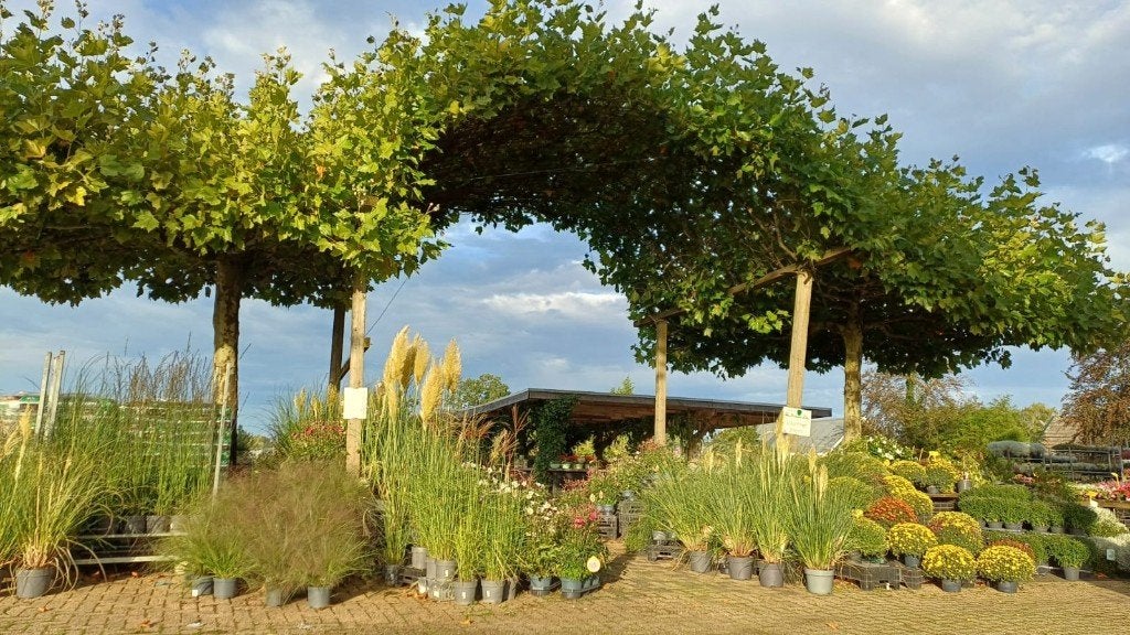 Siergras: Pennisetum, Liriope, Miscanthus, Pampasgras, etc., Ophalen, Vaste plant, Siergrassen, Halfschaduw