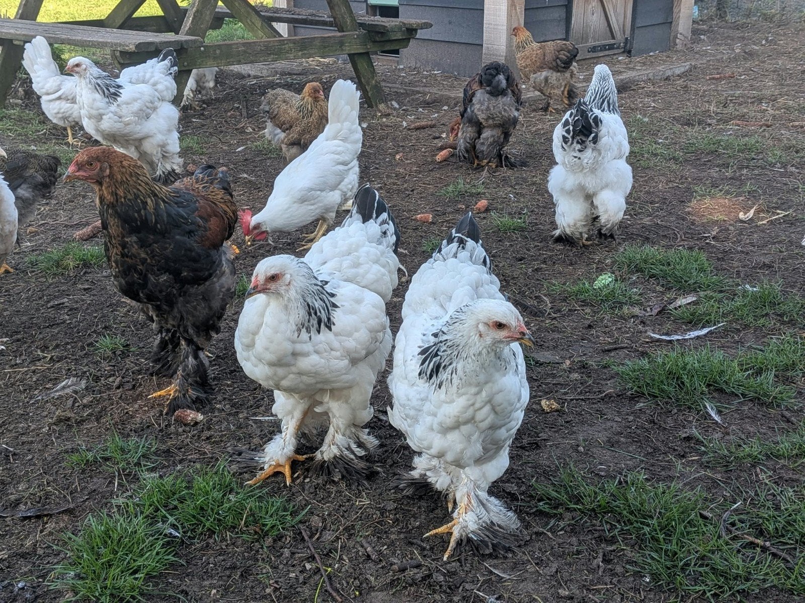 jonge hennen brahma, Dieren en Toebehoren