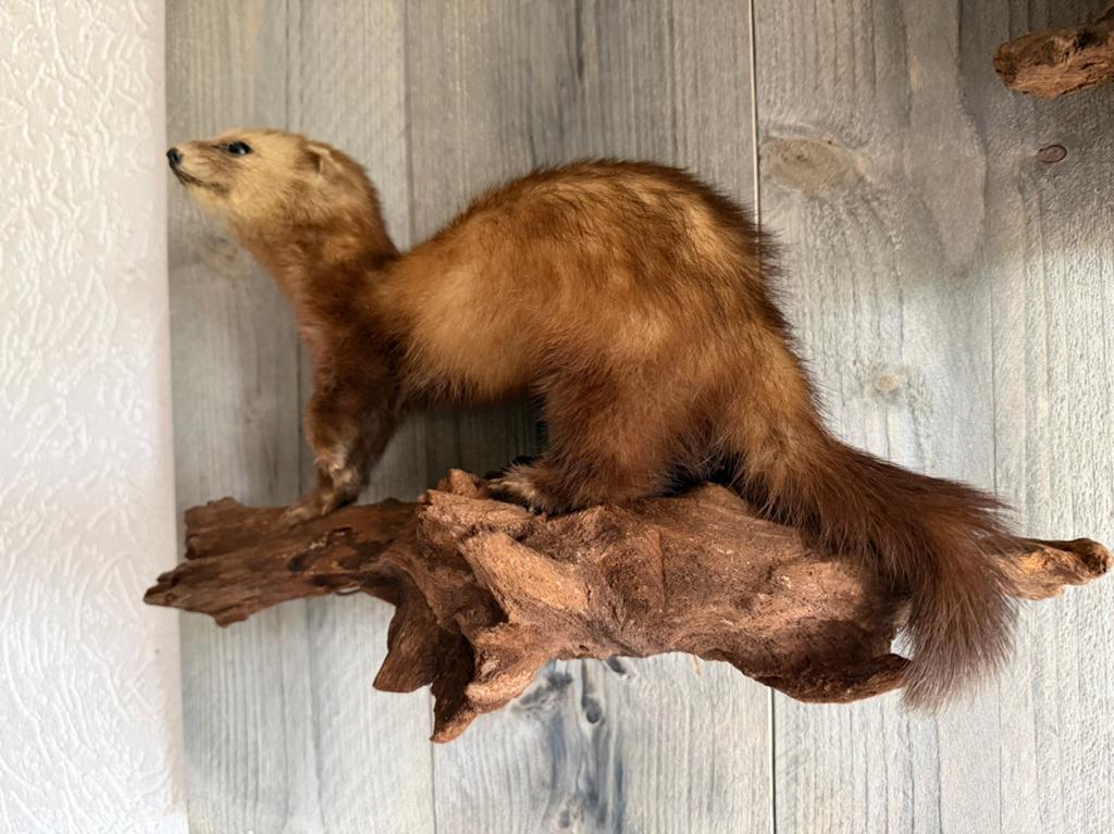 Taxidermie, opgezette bunzing., Verzamelen, Dierenverzamelingen, Ophalen of Verzenden, Zo goed als nieuw, Wild dier, Opgezet dier
