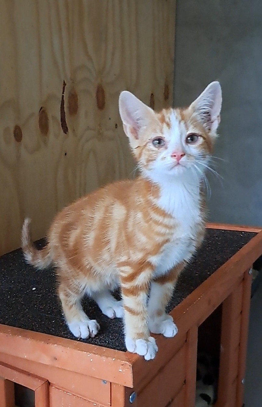 2 superlieve boerderijkittens, Meerdere dieren, Kortharig, 0 tot 2 jaar