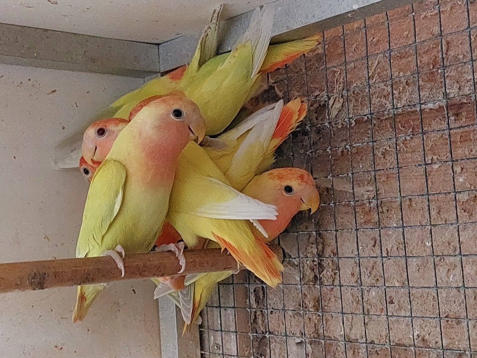 opaline pallid roodmasker roseicollis, Dieren en Toebehoren, Meerdere dieren, Dwergpapegaai of Agapornis, Geringd