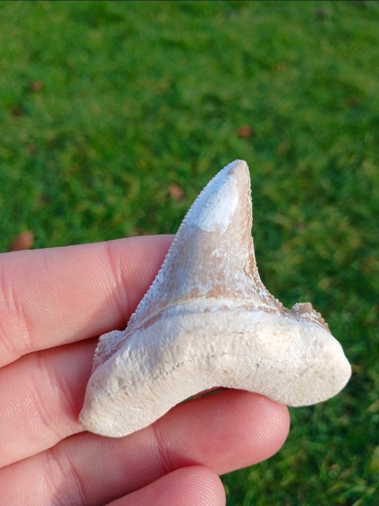 Otodus Sokolovi fossiele haaientand uit Dakhla, Ophalen of Verzenden, Fossiel