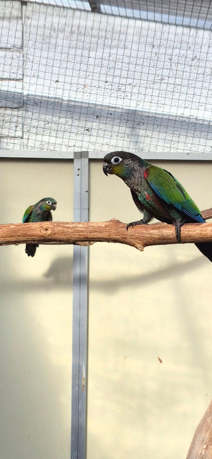 pyrrhura perlata jongen, Meerdere dieren, Parkiet, Geringd