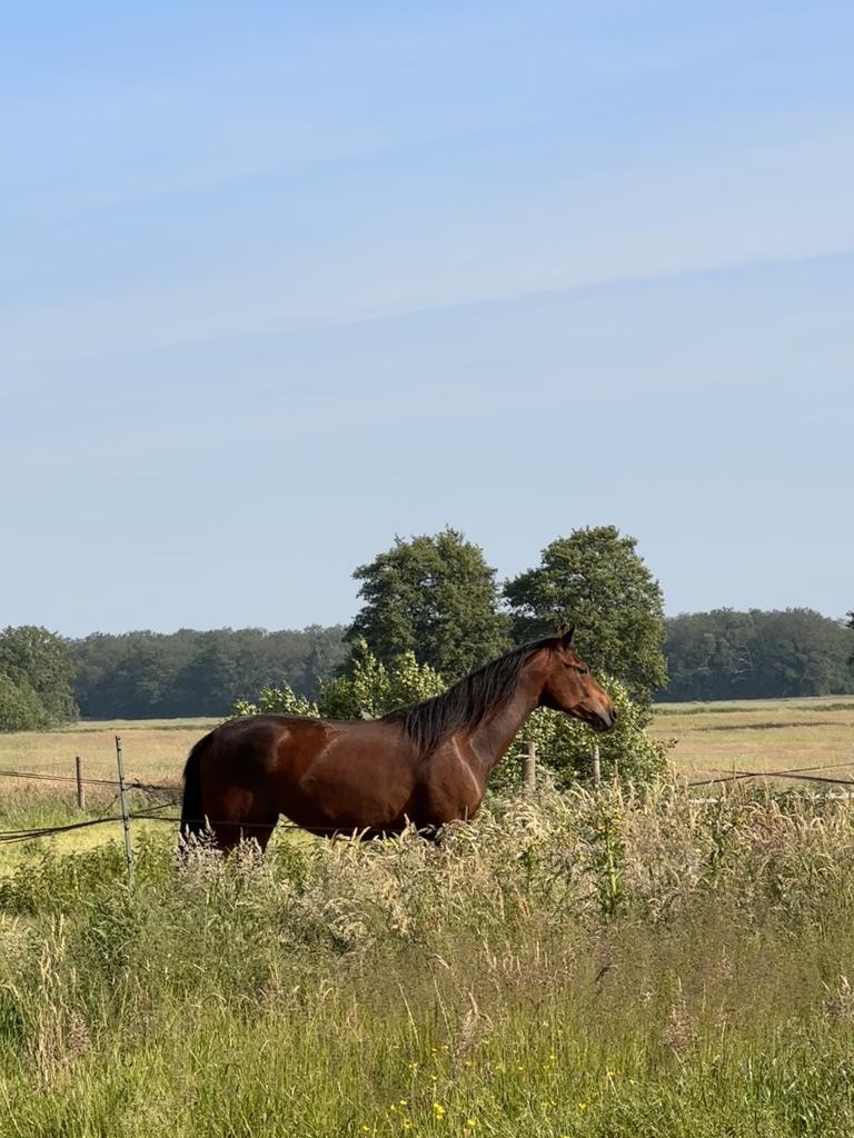 Stalling aangeboden Gorredijk (halfpension), Stalling, 1 paard of pony