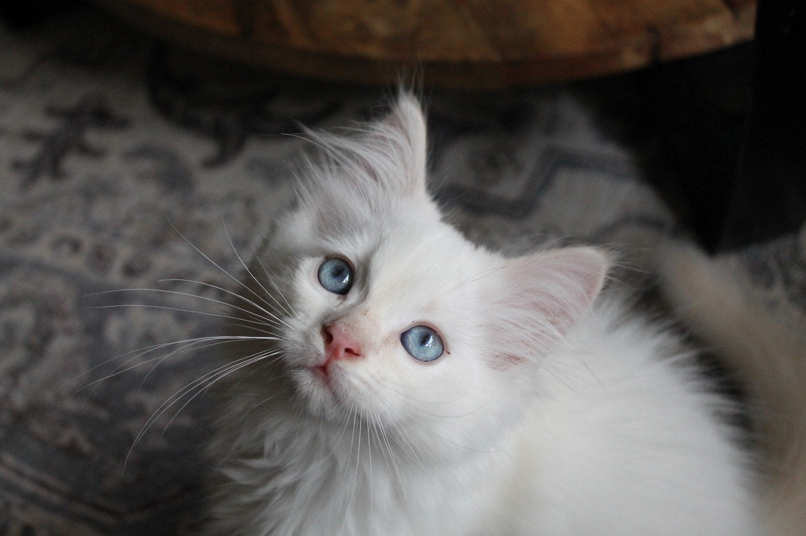 Lieve Ragdoll kater 11wk oud *mag nu verhuizen*, Kater, Gechipt