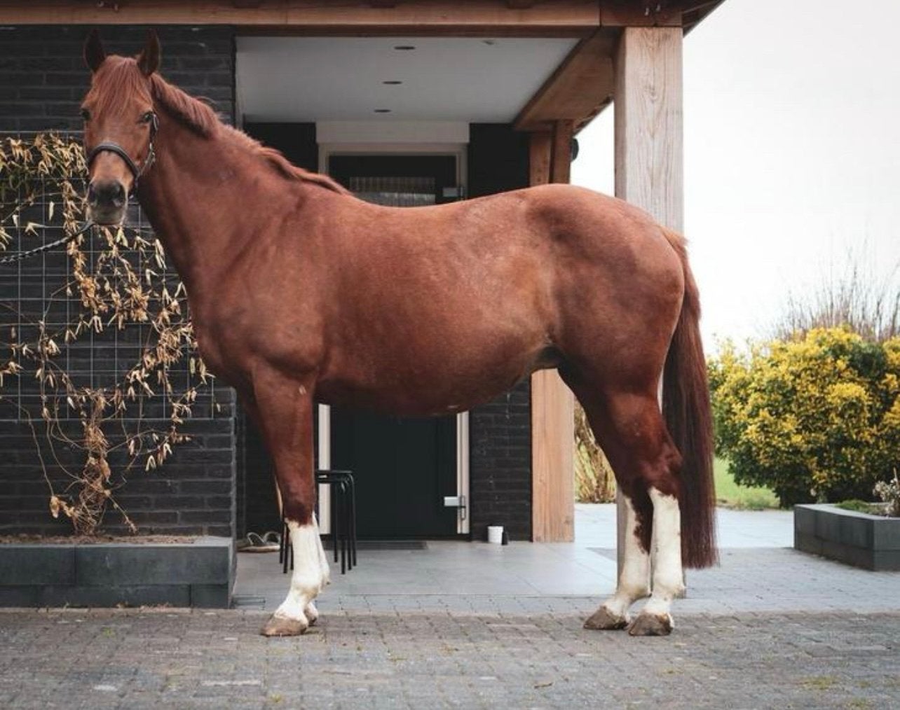 Bewezen spring fokmerrie (zuidpool x Lux z), Dieren en Toebehoren, Merrie, Dressuurpaard, 3 tot 6 jaar