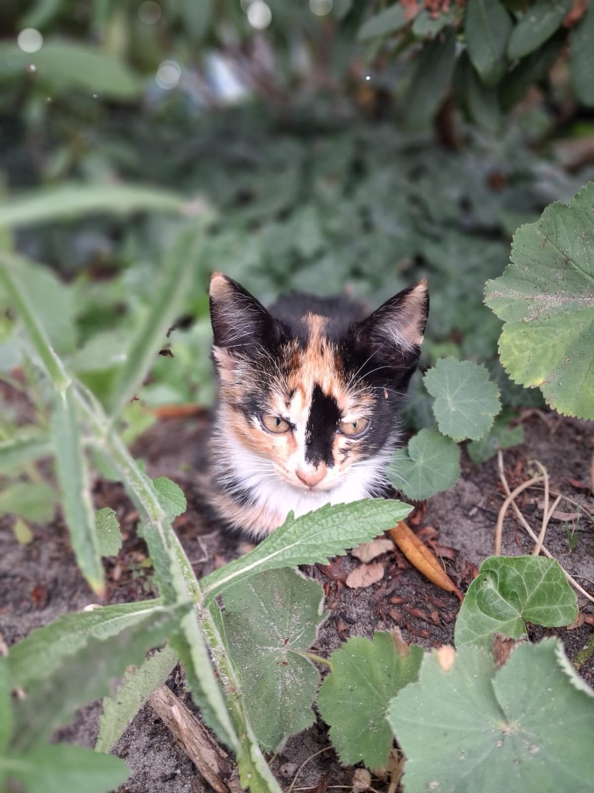 Leuke boerderij kittens/ jonge poesjes, Meerdere dieren, Kortharig, 0 tot 2 jaar
