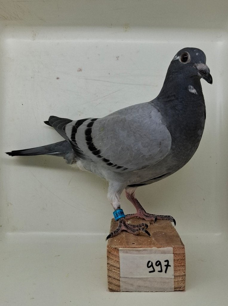 Te koop jonge duif uit "Victor" (997), Dieren en Toebehoren, Vogels | Duiven, Geslacht onbekend, Postduif