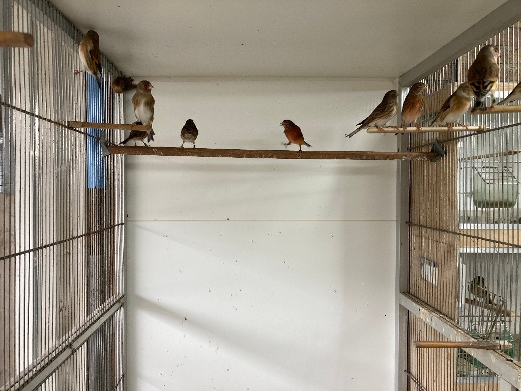 Bastaard putter en bastaard kneuter, Vrouwelijk, Wildzangvogel, Geringd
