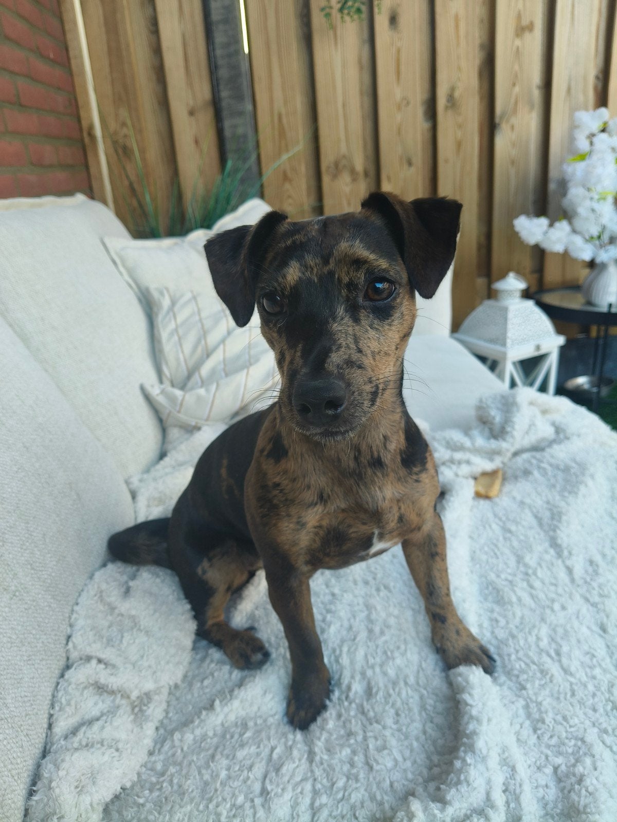 Jack Russell koppel zoekt samen nieuw thuis, Dieren en Toebehoren, Honden | Niet-rashonden, 15 weken tot 1 jaar, Meerdere, Meerdere dieren