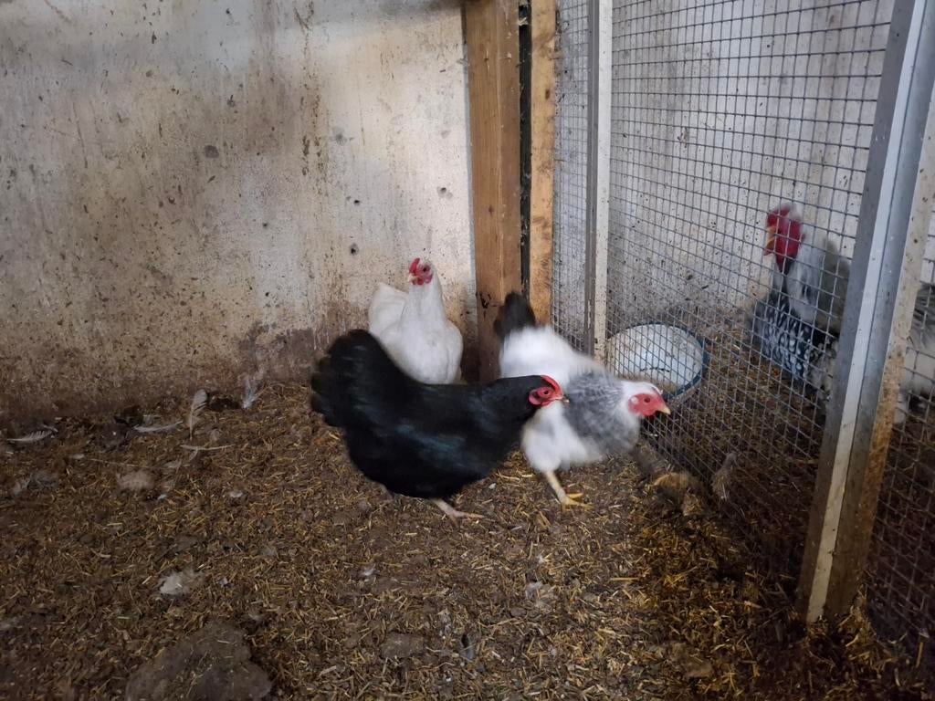 1haan en 3 hennen wyandotte kriel, Dieren en Toebehoren, Pluimvee, Meerdere dieren, Kip