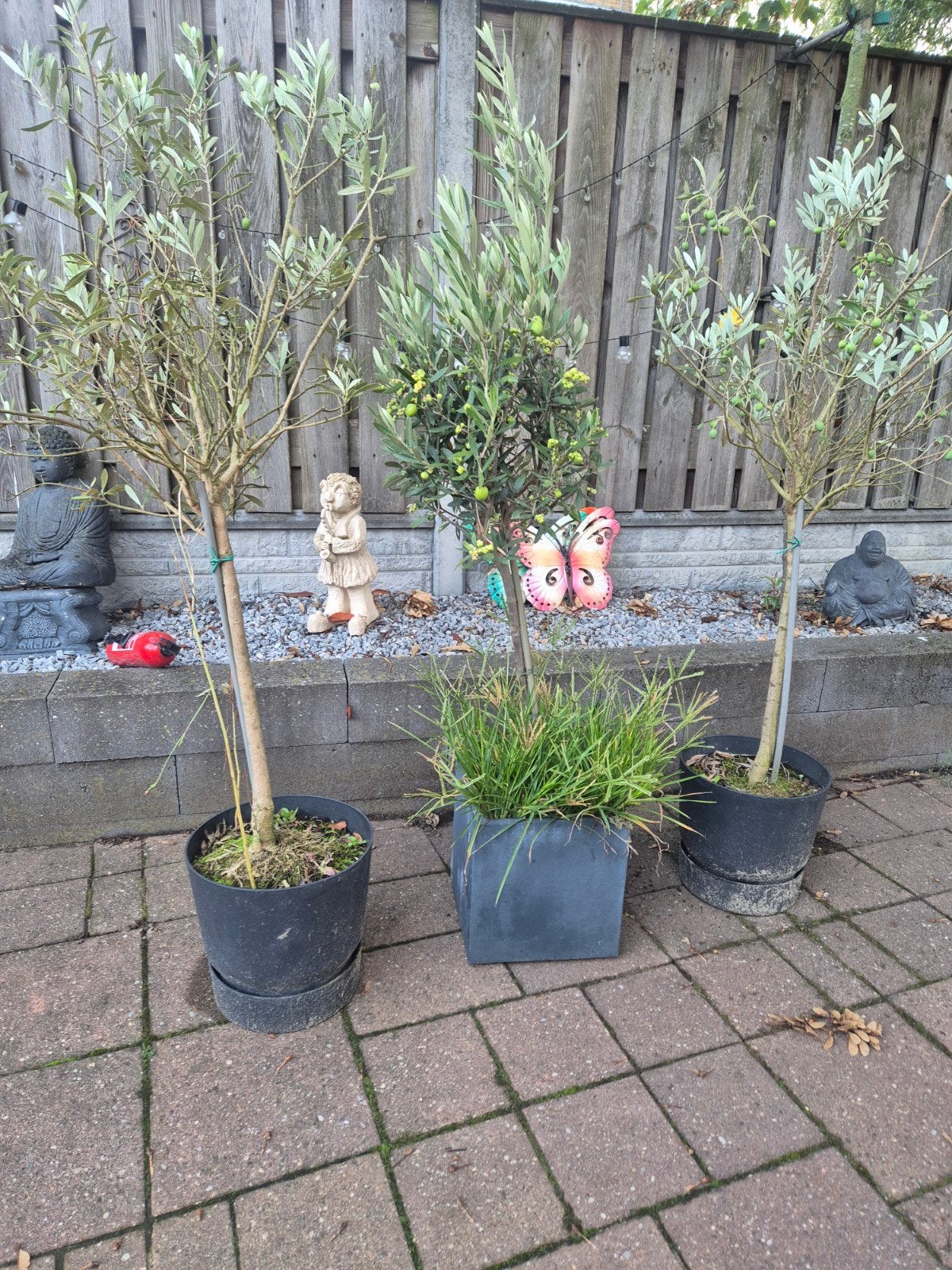 3 olijfbomen, Ophalen, In pot, Olijfboom, 100 tot 250 cm
