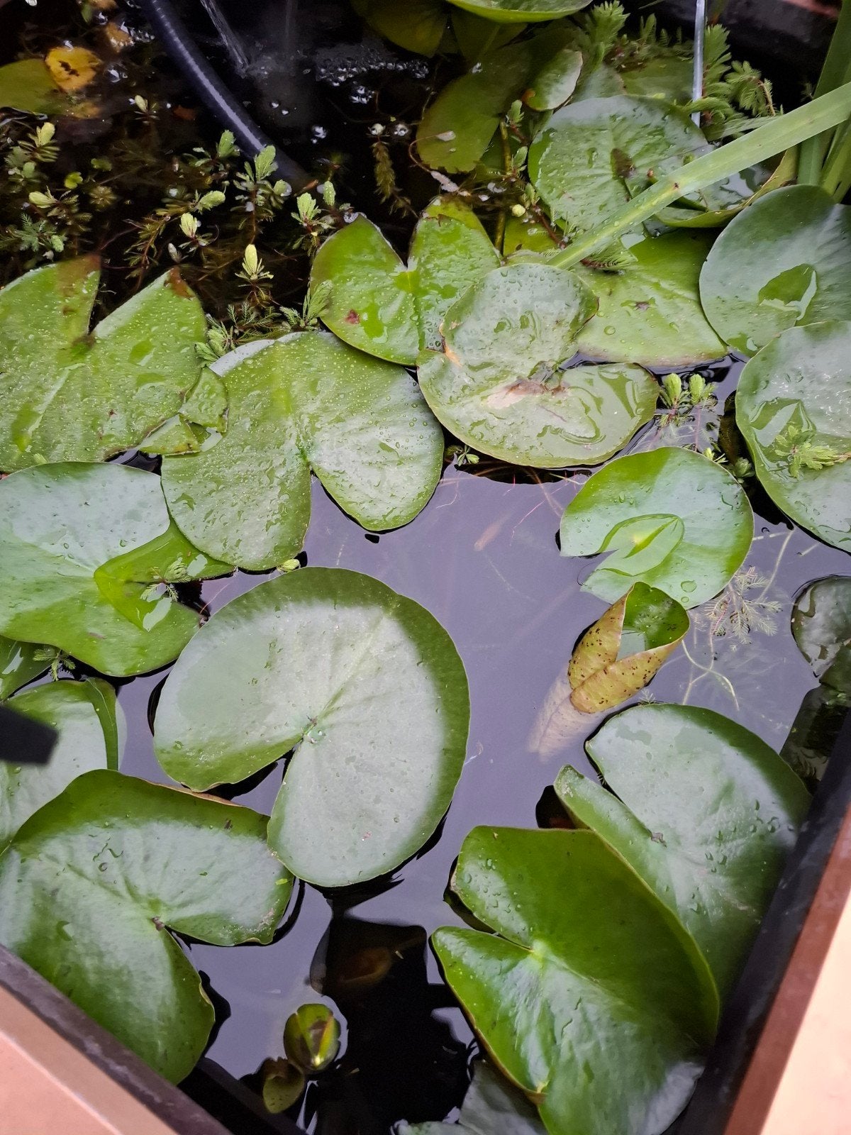 guppen, Dieren en Toebehoren, Vissen | Aquariumvissen, Overige typen