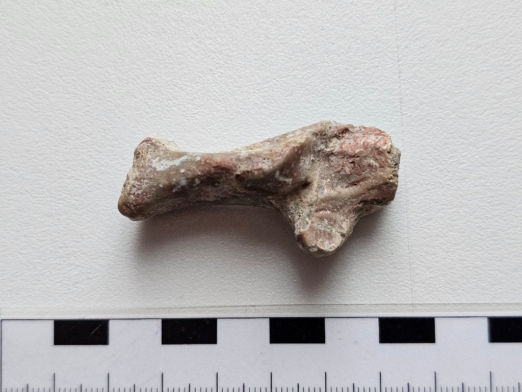 Uniek hielbeen van de (valse) Sabeltandtijger Hoplophoneus, Ophalen of Verzenden, Fossiel