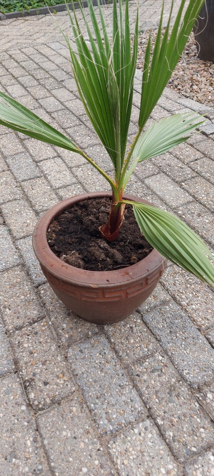 Kleine palmboom in pot, Ophalen, Overige soorten, Volle zon