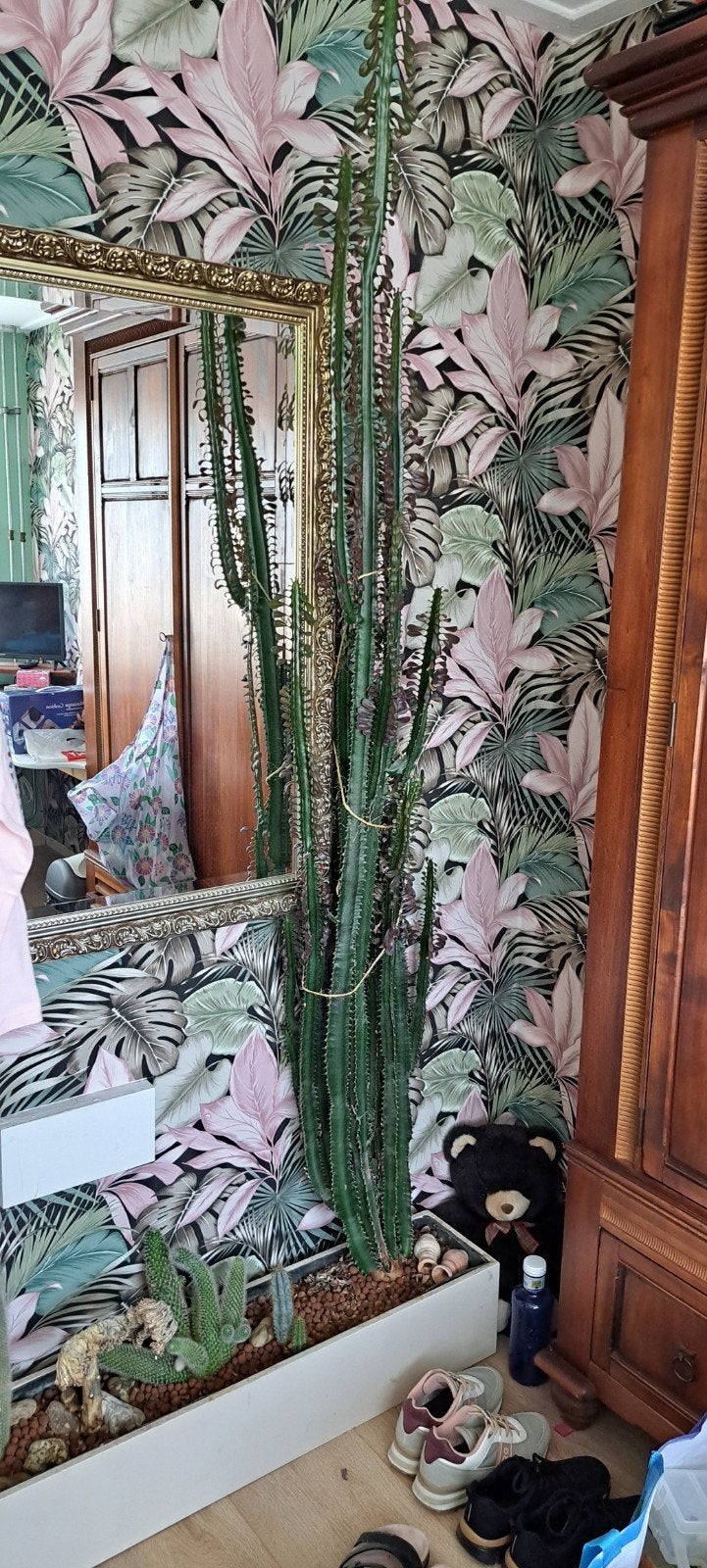 Grote Euphorbia Trigona met cactussen in plantenbak, Volle zon, Vaste plant, Bloeit niet, Ophalen