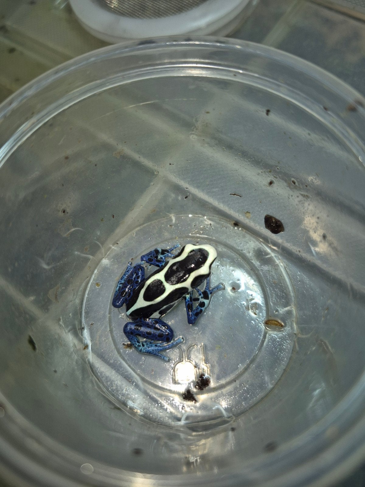 dendrobates tinctorius oyapock Frog - female for sale from jasper