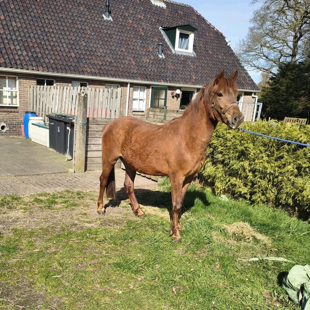 Grote C pony., Dieren en Toebehoren, Pony's, Ruin, Gechipt, 3 tot 6 jaar, C pony (1.27m tot 1.37m)