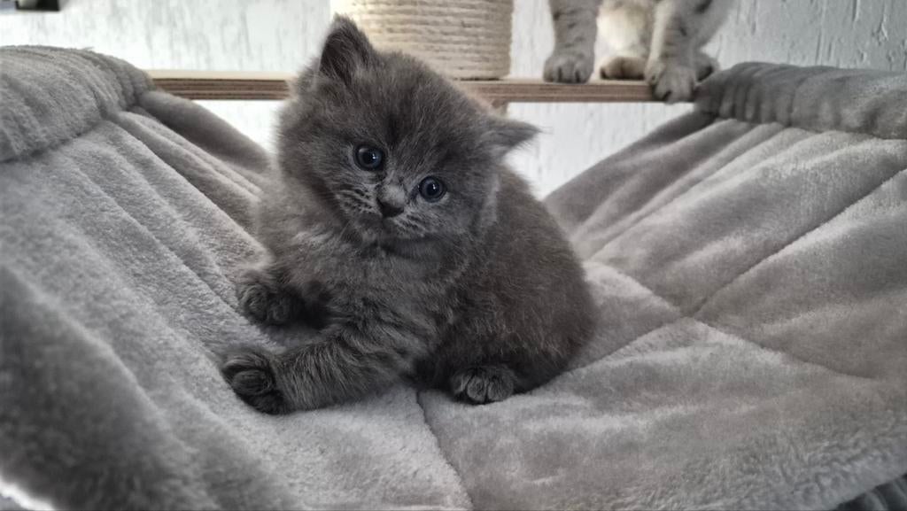 Ragdoll x britsekorthaar kitten nog 1 katertje, Meerdere dieren