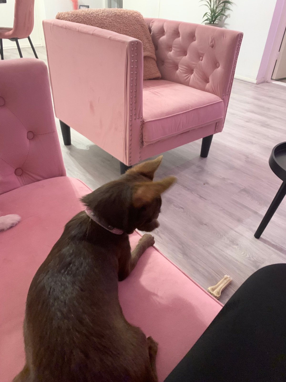 Pomchi pups, Overige rassen, 8 tot 15 weken, Meerdere, Meerdere dieren