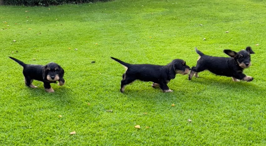 Prachtige ruwharige dwerg teckel pups, Nederland, CDV (hondenziekte), 8 tot 15 weken, Dwerg