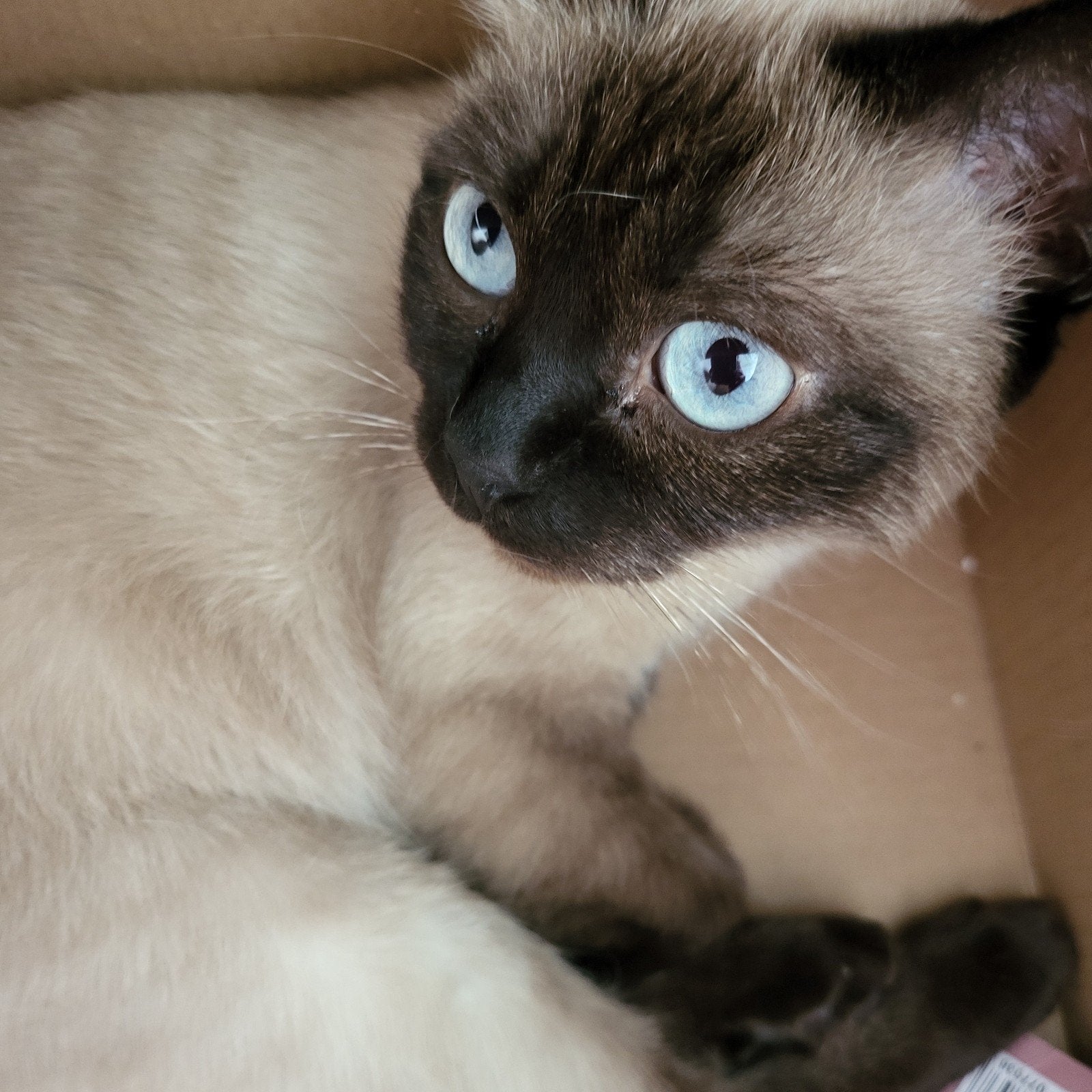 poes ragdol, Poes