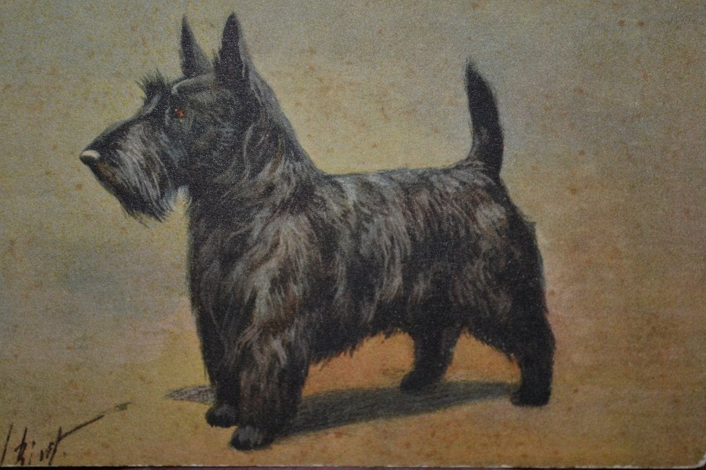 FRANKRIJK 1950 HONDJE FOX TERRIER, Ophalen of Verzenden, 1940 tot 1960, Ongelopen, Sterren en Beroemdheden
