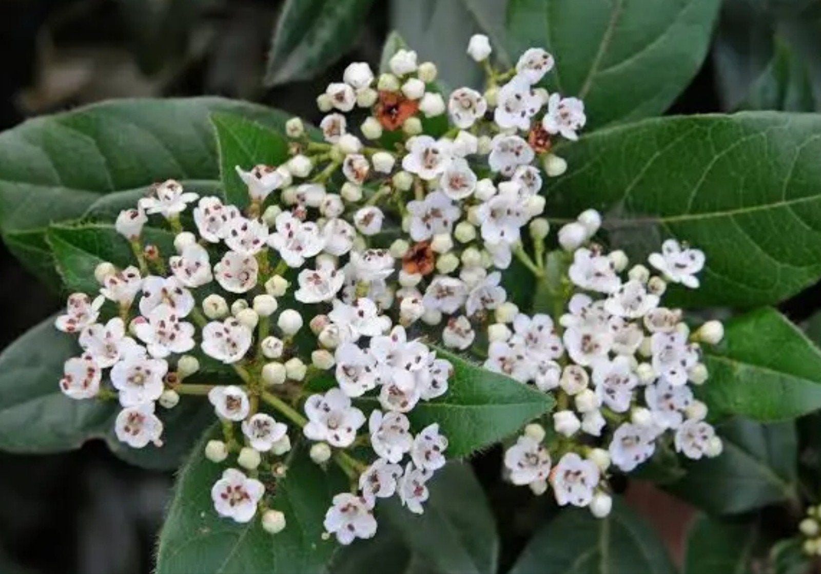 Viburnum Tinus in oude kaasbak Groenblijvende Sneeuwbal, Ophalen, Overige soorten, Halfschaduw