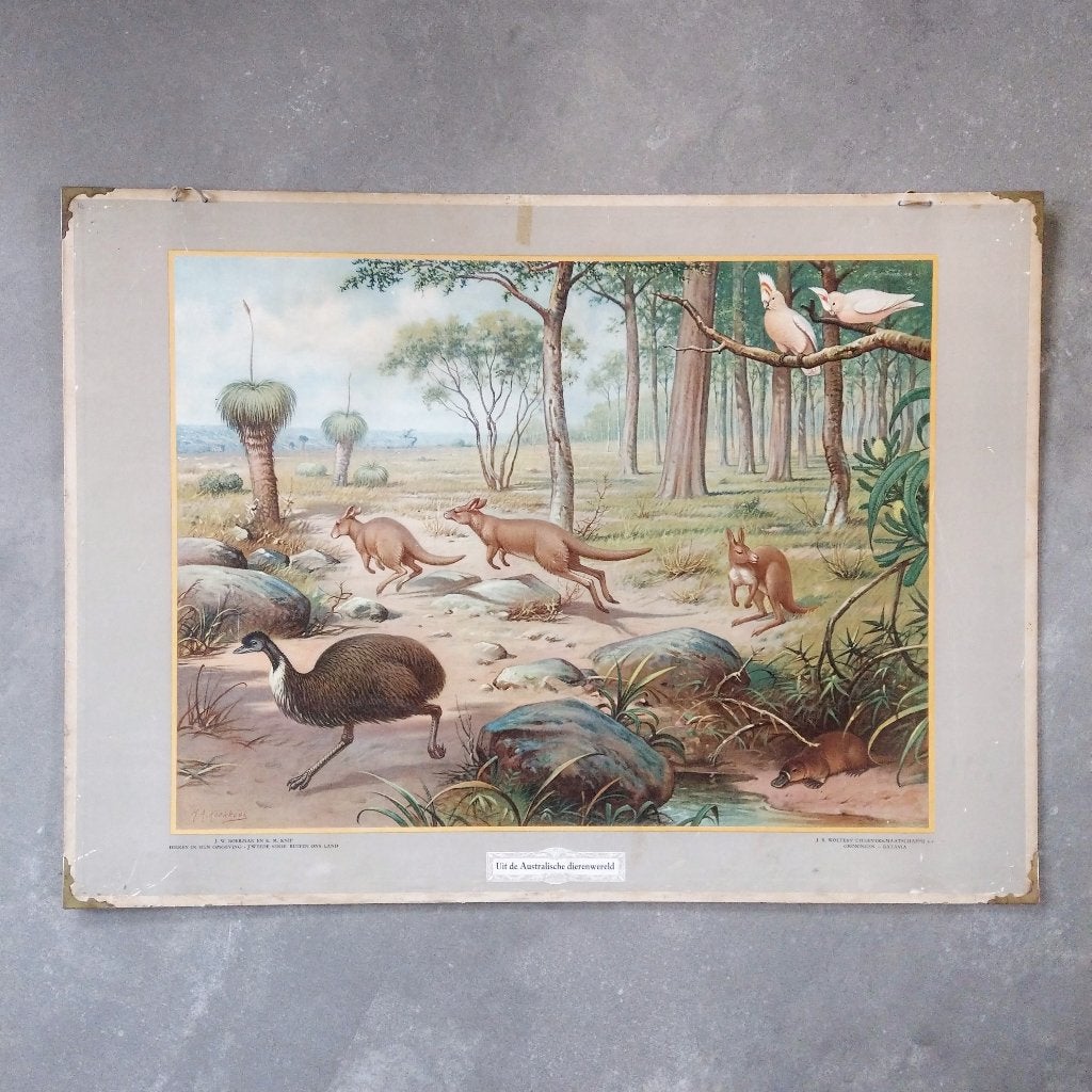 Schoolplaat Uit de Australische dierenwereld – 1934, Ophalen of Verzenden, Natuur en Biologie