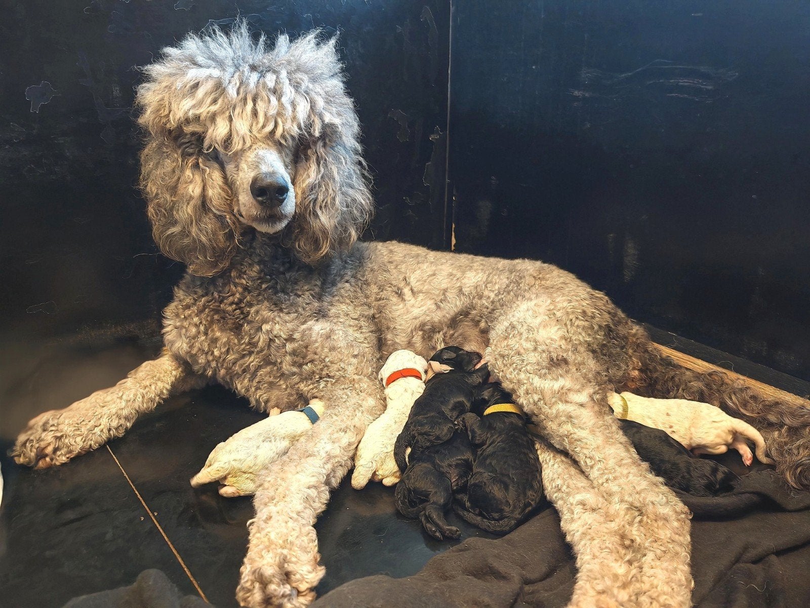 Koningspoedel (Grote Poedel) pups 8 puppy’s, Dieren en Toebehoren, België, Particulier, Overige rassen, 8 tot 15 weken