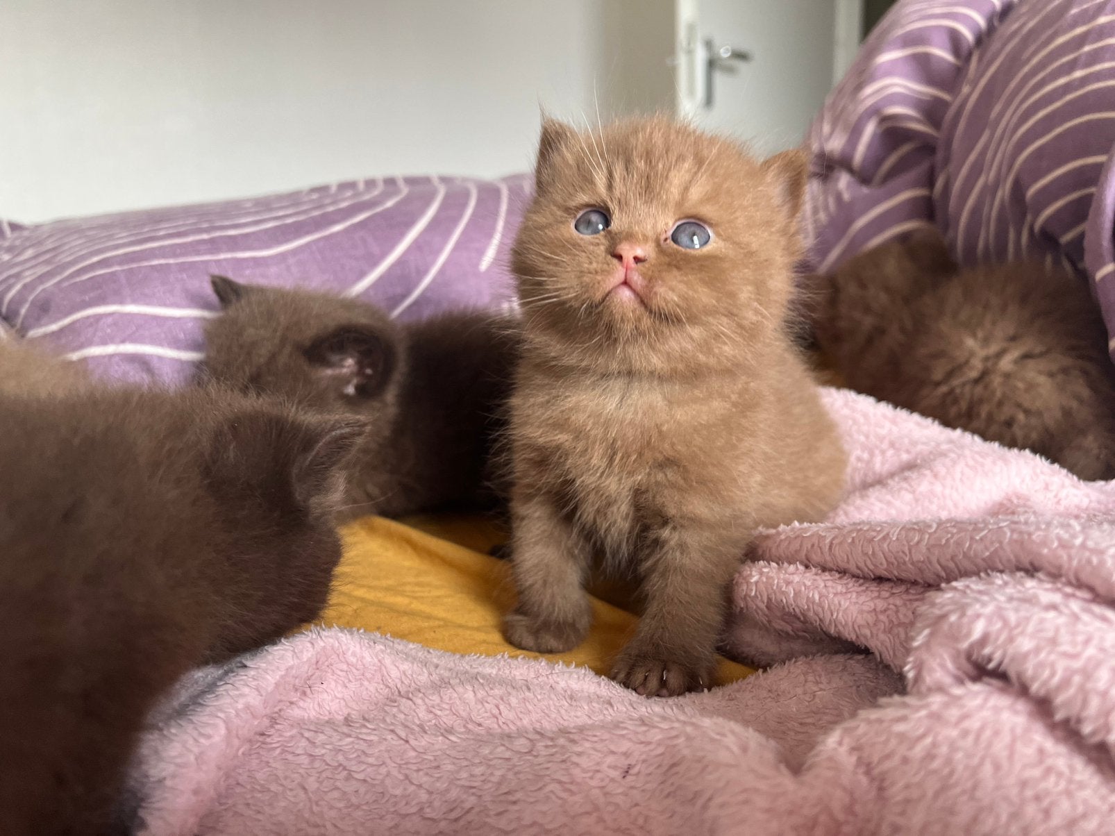 Prachtige Cinnamon & Choco british kort haar kittens, 0 tot 2 jaar