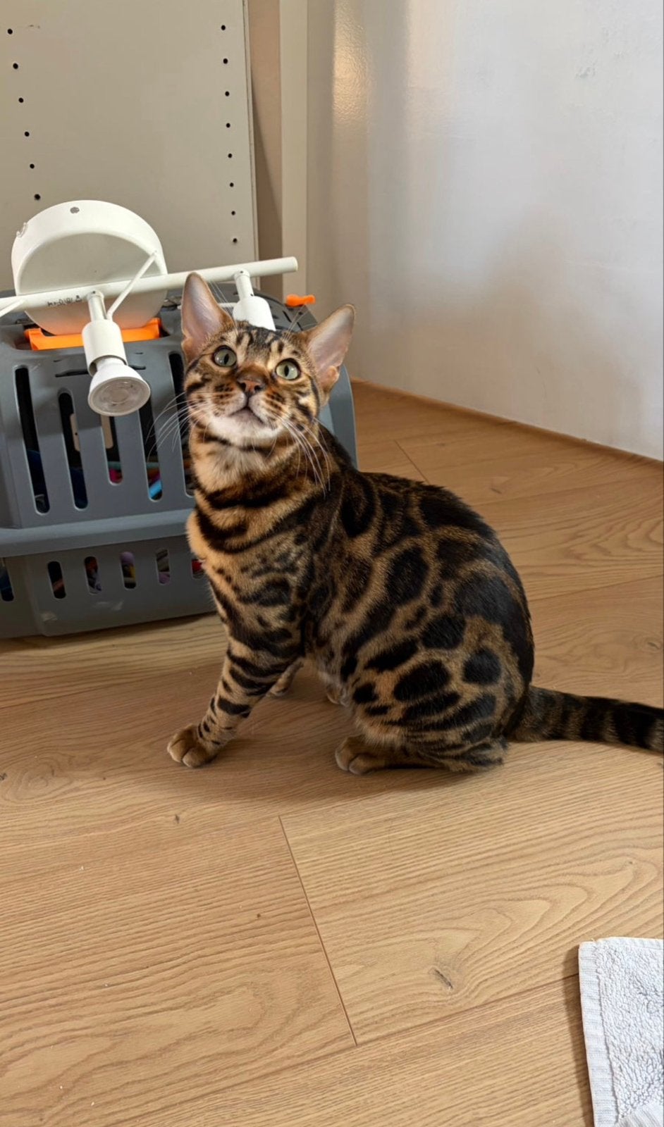 Bengaalse kat met stamboom herplaatsing, Kater, Met stamboom, 0 tot 2 jaar
