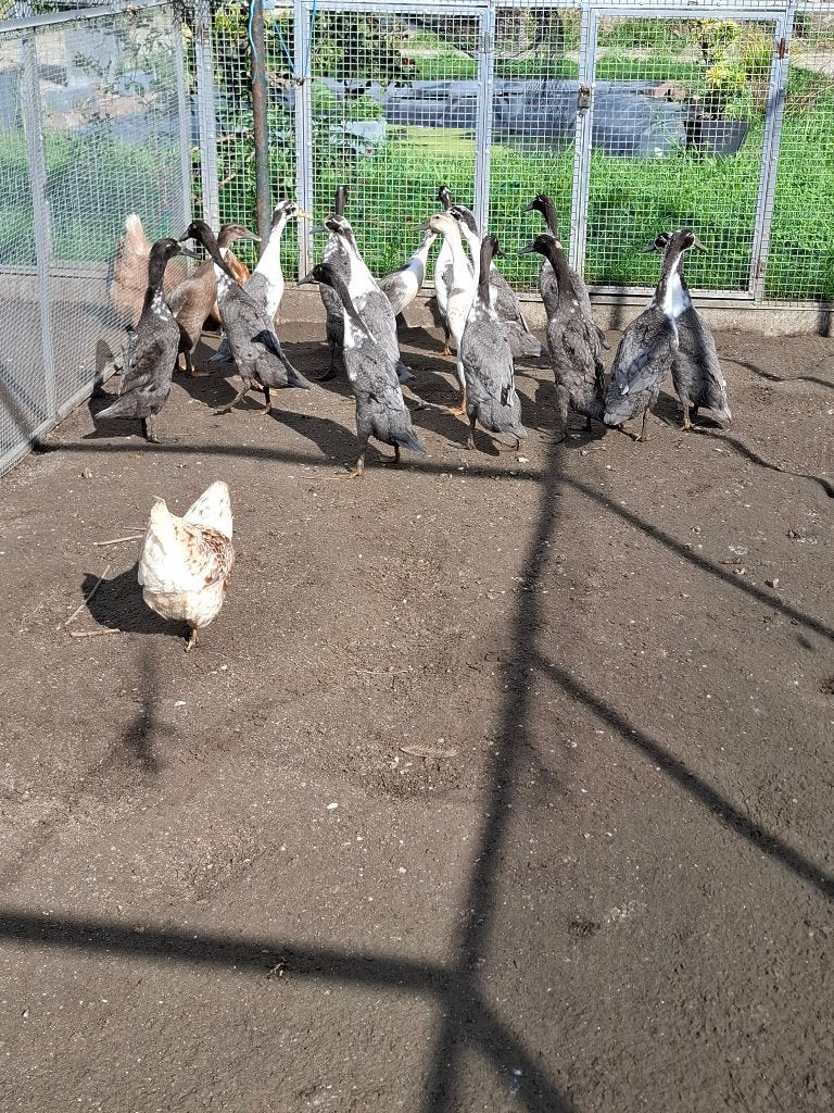Indische loopeenden, Dieren en Toebehoren, Meerdere dieren, Eend