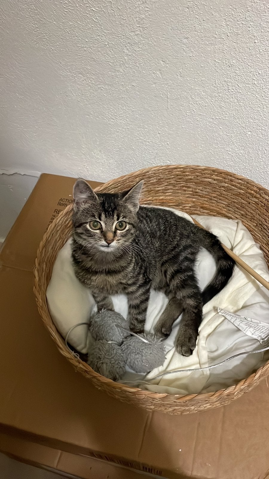 Kitten, Dieren en Toebehoren, Poes, Ingeënt