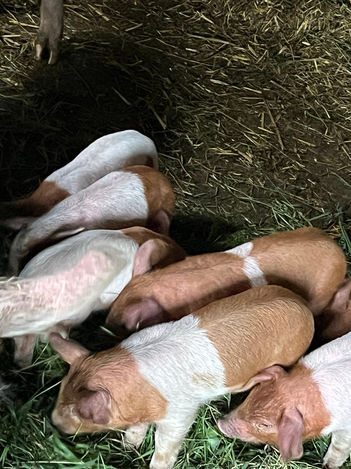Biggen te koop / ras Husumer, Dieren en Toebehoren, Meerdere dieren, Schaap