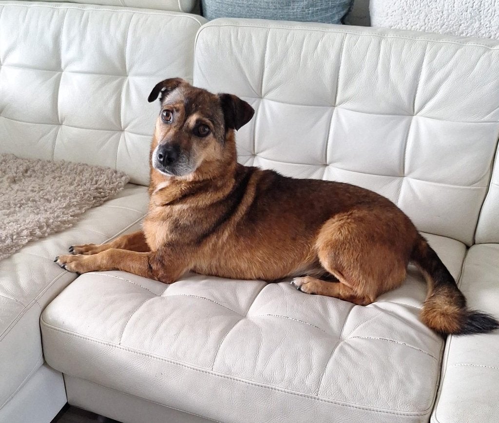 Boots, Dieren en Toebehoren, Buitenland, Eén hond, CDV (hondenziekte), Reu
