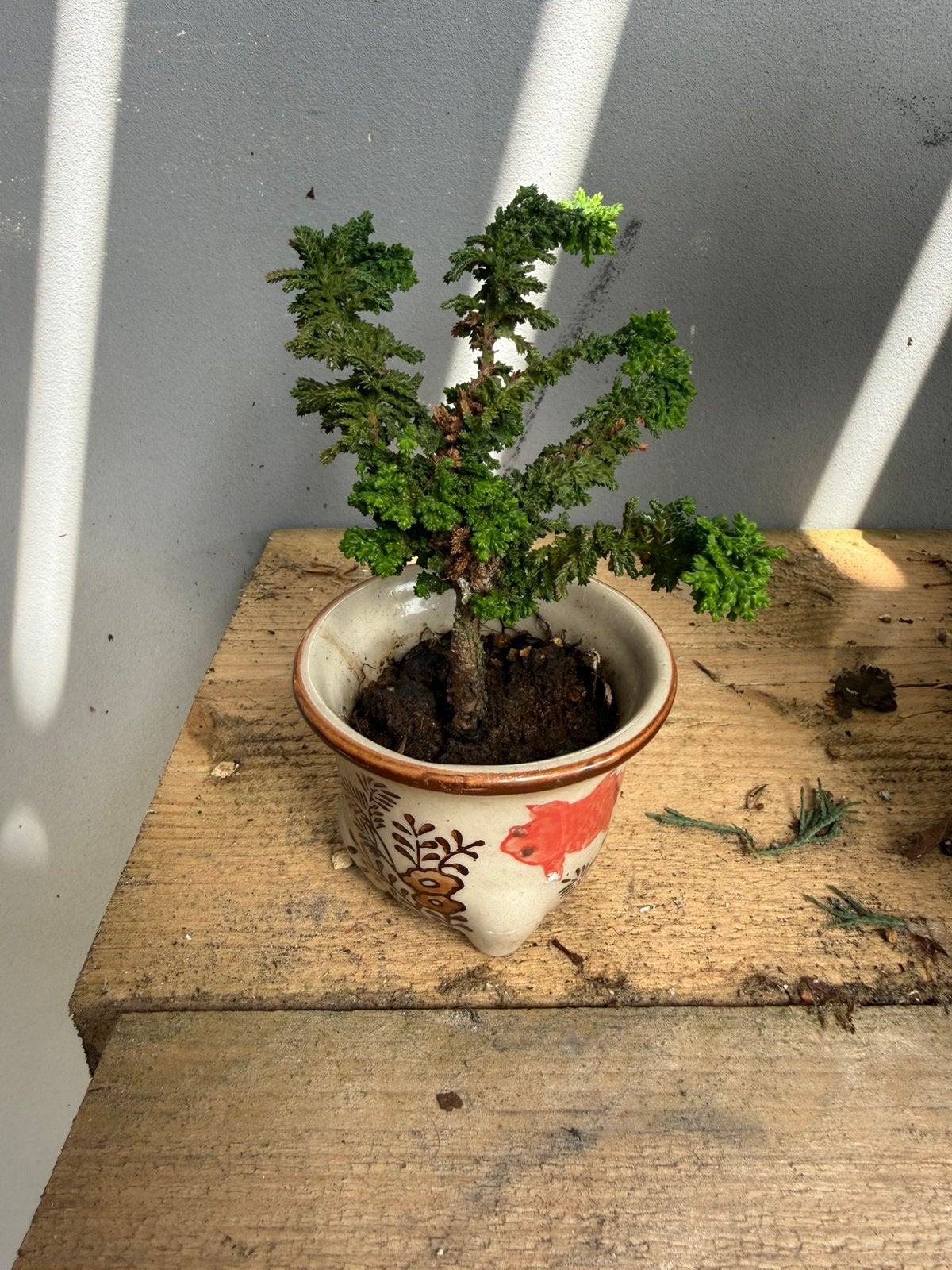 Bonsai mame dwergcypres, Bloeit niet, Halfschaduw, Minder dan 100 cm, Overige soorten