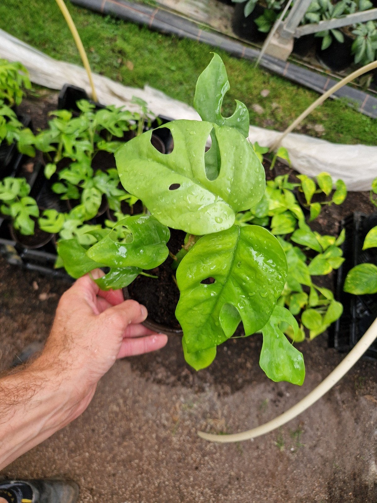 Monstera Minima Rhaphidophora Tetrasperma - Kamerplant, Huis en Inrichting, Ophalen of Verzenden