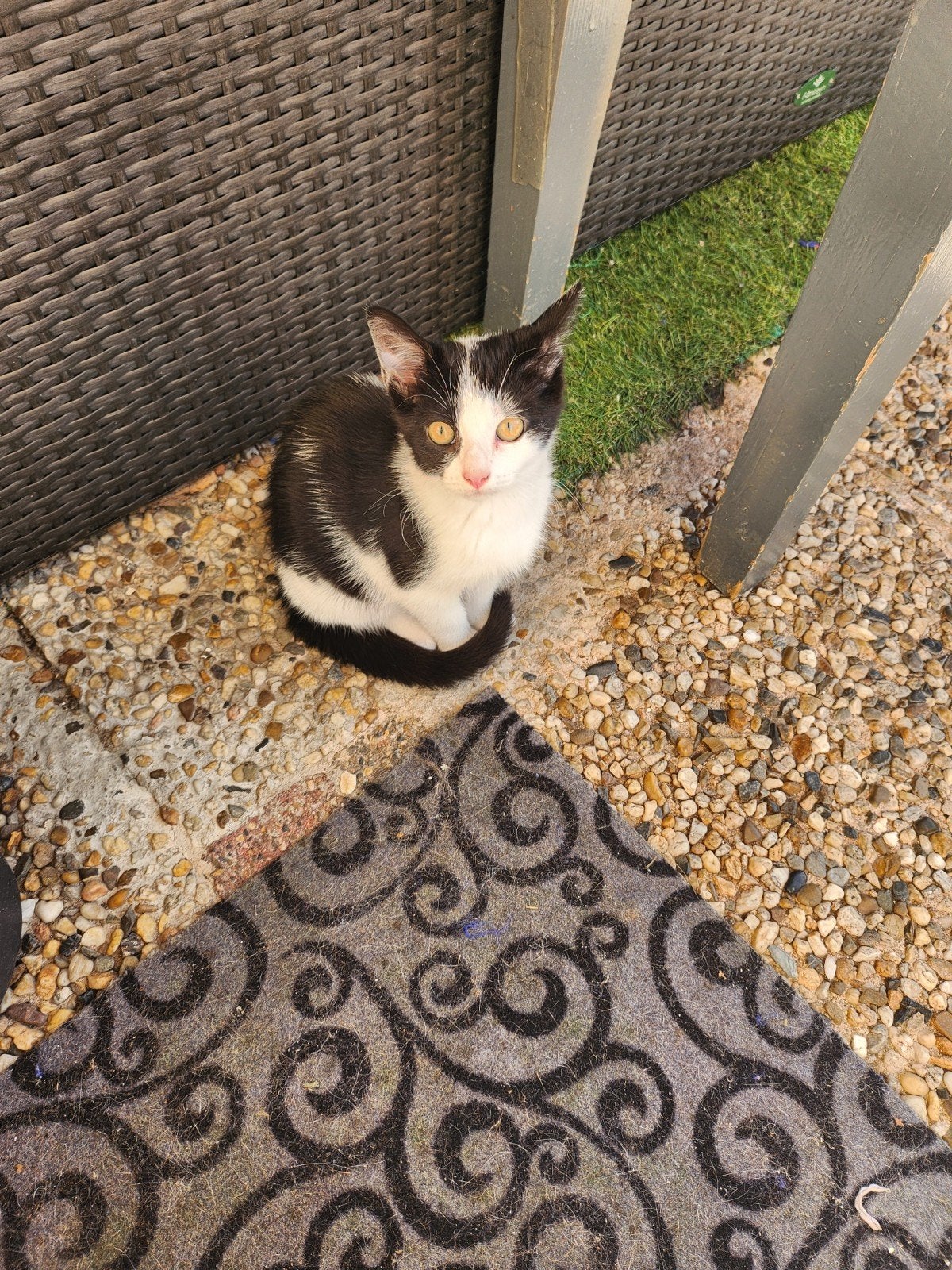 nog 1 mooie kitten, Dieren en Toebehoren