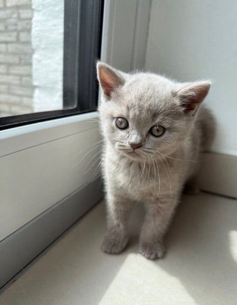 Lieve kitten, Verzamelen, Diddl, Ophalen, Overige figuren, Zo goed als nieuw, Overige typen