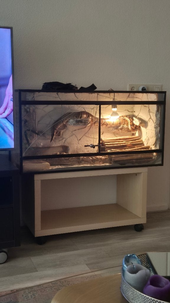 Koningspython, Slang, Met terrarium, 3 tot 6 jaar