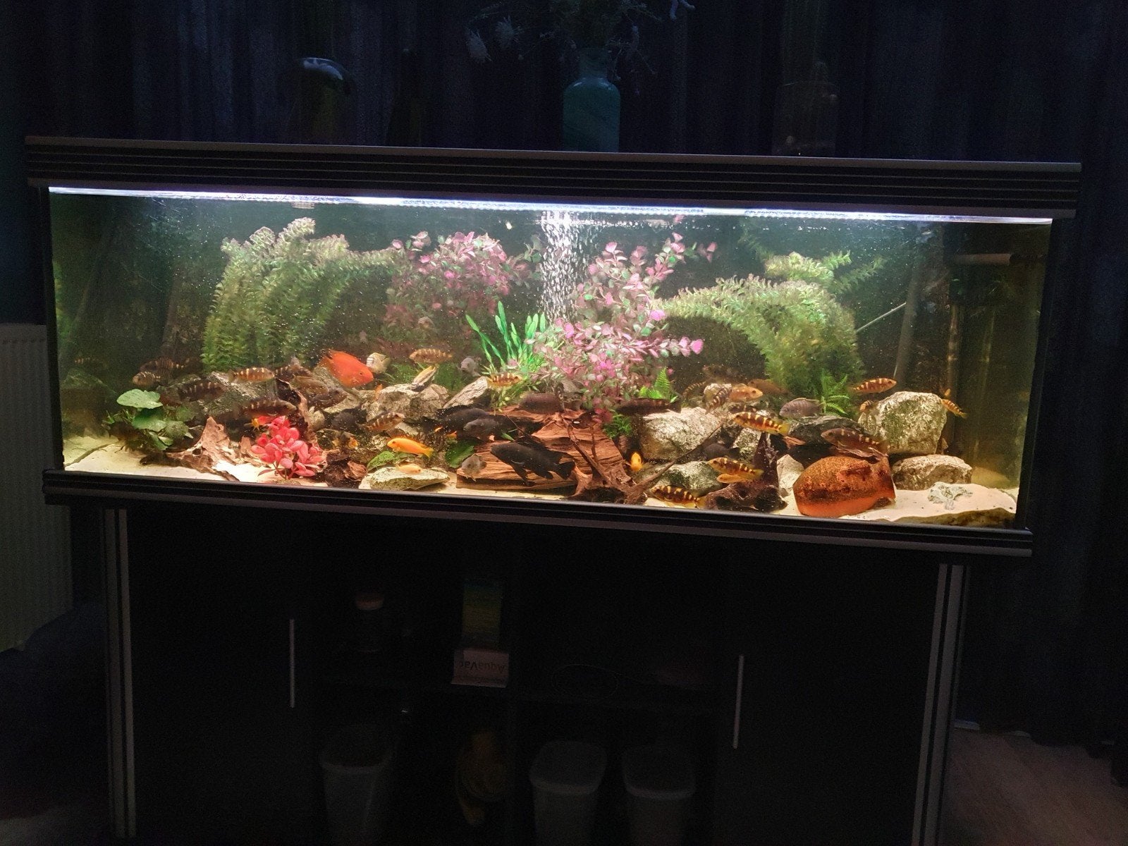 Tekoop aquarium, Ophalen of Verzenden