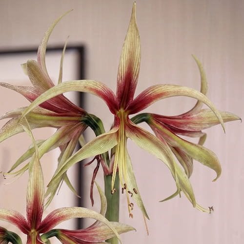 Amaryllis bol ‘Tarantula’ bijzonder nieuw soort, Topkans, Ophalen of Verzenden