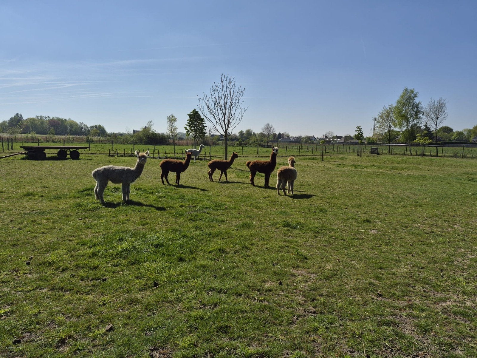 Diverse alpaca's beschikbaar, Dieren en Toebehoren, Juni, Meerdere dieren