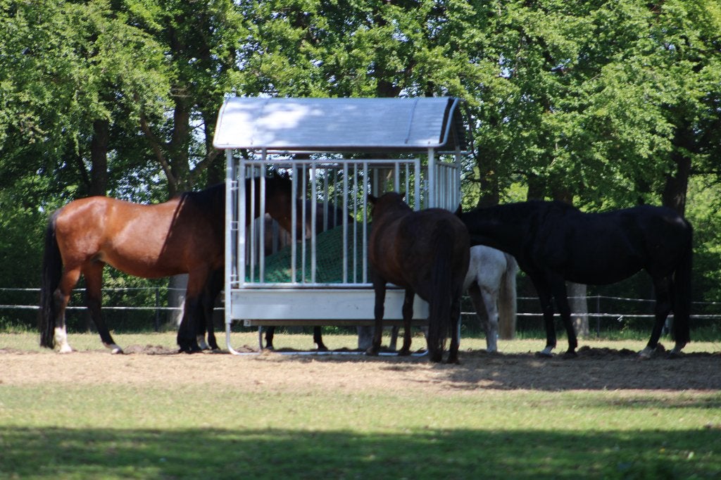 plek voor paard of pony (alleen ruinen), Weidegang, 1 paard of pony