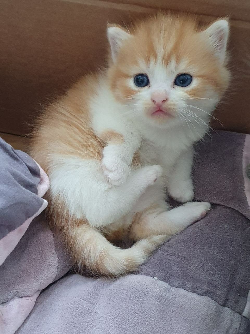 Lief nestje  x Britse Korthaar kittens, Meerdere dieren