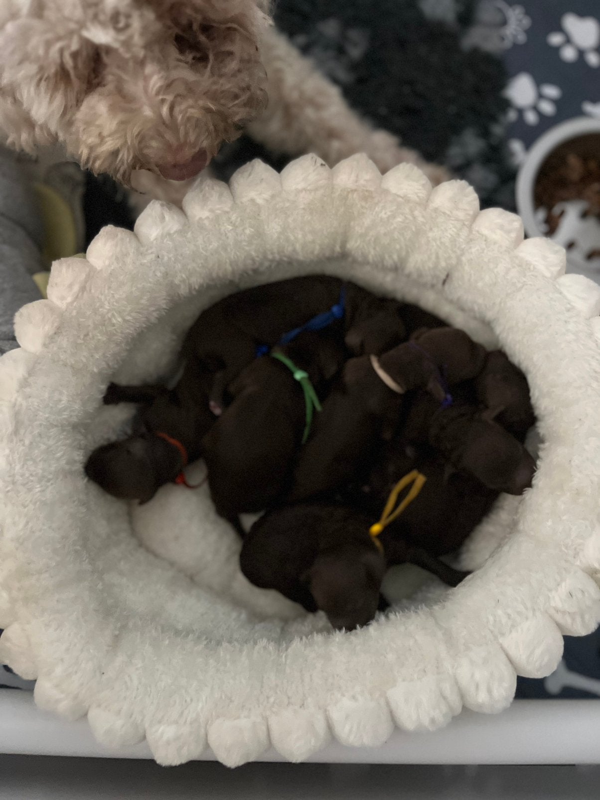 ❤️nestaankondiging labradoodle medium pups ❤️, Overige rassen, 8 tot 15 weken, Parvo, Meerdere