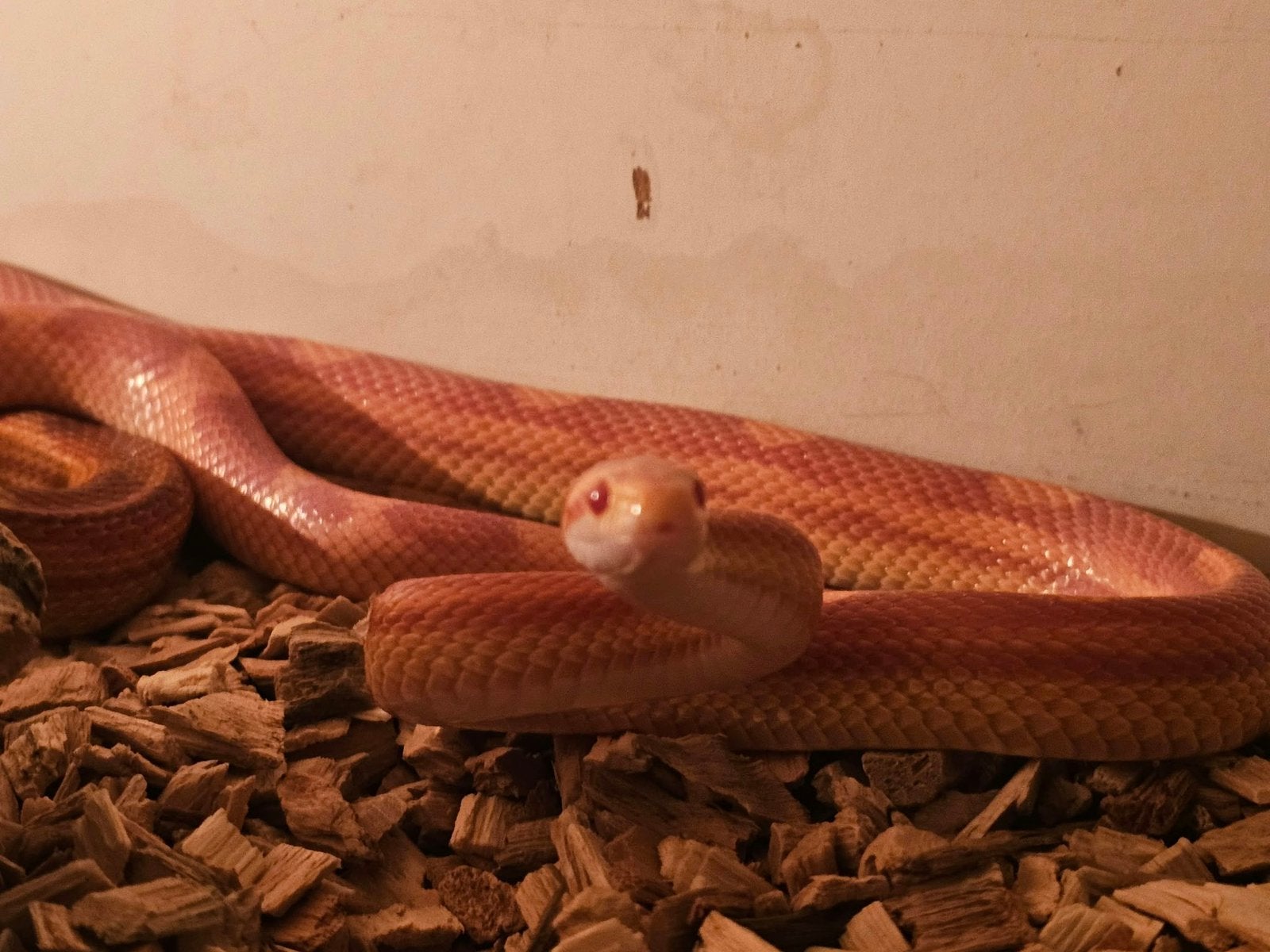 2 jonge rattenslangen met terrarium Rat Snake photo 3