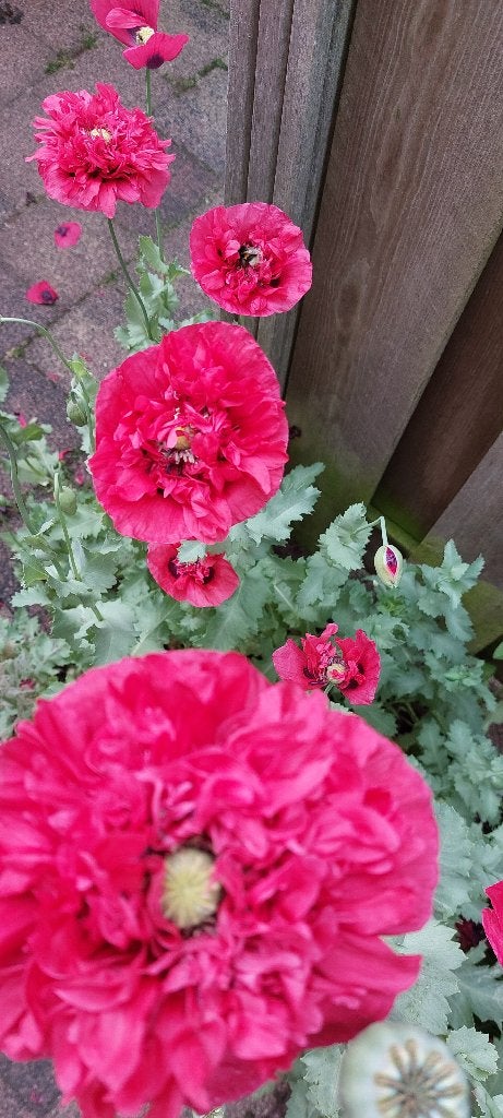 papaver, Ophalen of Verzenden, Volle zon, Zaad