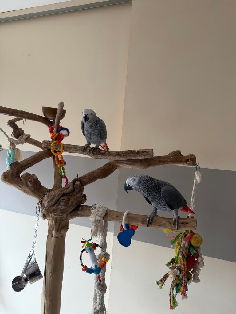grijzen roodstaart papagaai koppel man vrouw, Dieren en Toebehoren, Vogels | Parkieten en Papegaaien, Meerdere dieren, Papegaai